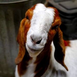 Meet your Posher, May